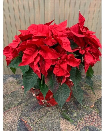 Red Foil & Bow size, 20 inches height and 20 inches wide.