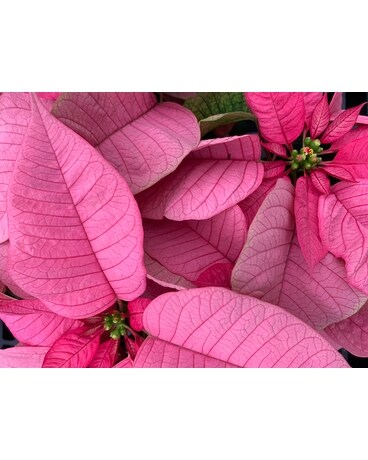 Pink Foil & Bow size, inches height and inches wide.