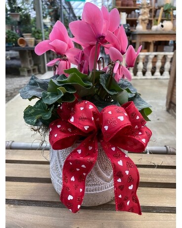 Cyclamen & Lace Plant Plant