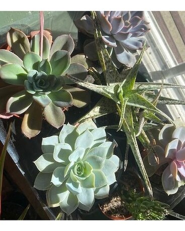 Succulents size, inches height and inches wide.