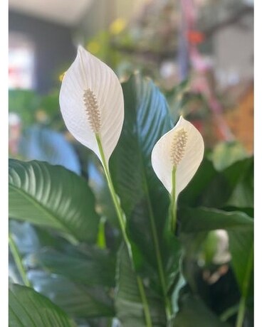 Peace Lily size, inches height and inches wide.