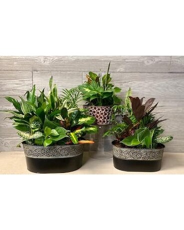 10 inch size, inches height and inches wide.