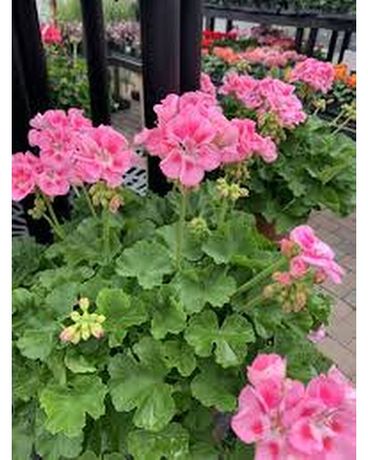 14" Patio Planter size, inches height and inches wide.