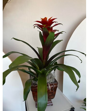 Bromeliad (red) size, inches height and inches wide.