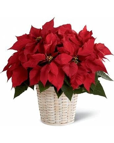 10 inch Red Poinsettia size, inches height and inches wide.