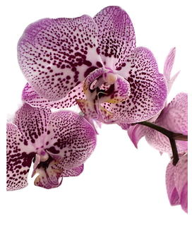 Purple Speckled size, inches height and inches wide.