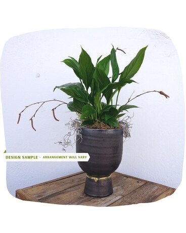 6" Plant size, inches height and inches wide.