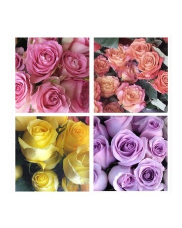 Lavendar/Purple size, inches height and inches wide.