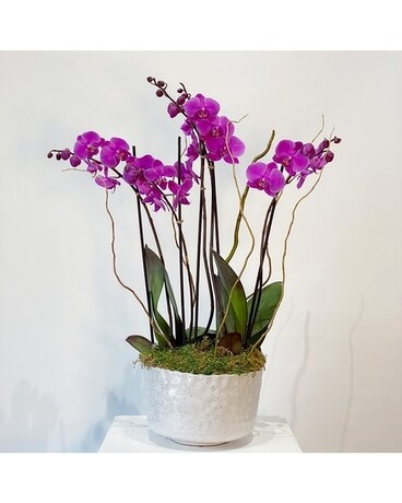 Deluxe (double plant) size, inches height and inches wide.
