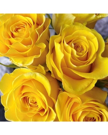 6 Yellow size, inches height and inches wide.