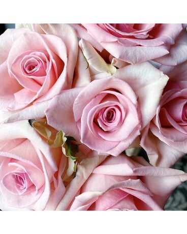 6 Light Pink size, inches height and inches wide.
