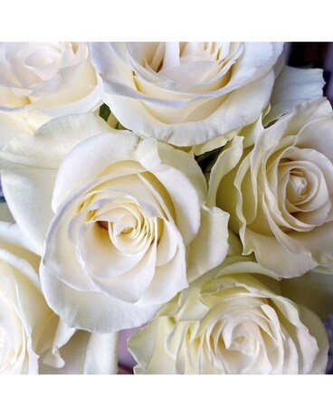 6 White size, inches height and inches wide.