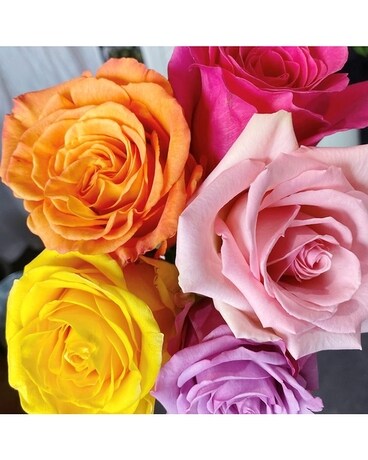 Assorted colors size, inches height and inches wide.