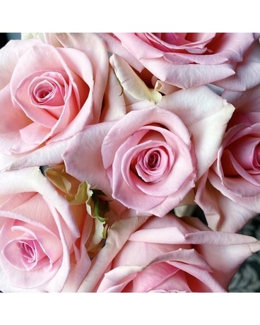 24 Light Pink size, inches height and inches wide.