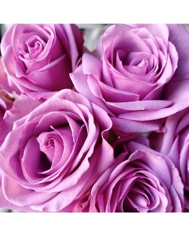 24 Lavender size, inches height and inches wide.