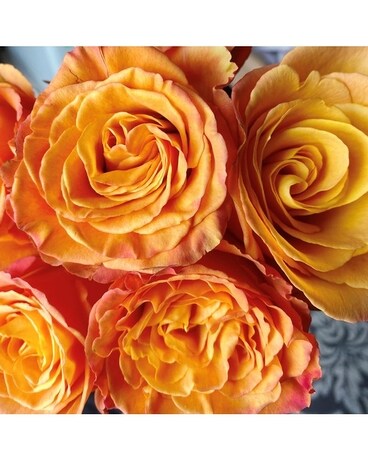 24 Orange size, inches height and inches wide.