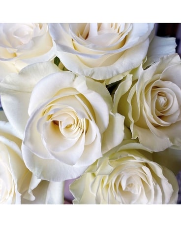 24 White size, inches height and inches wide.