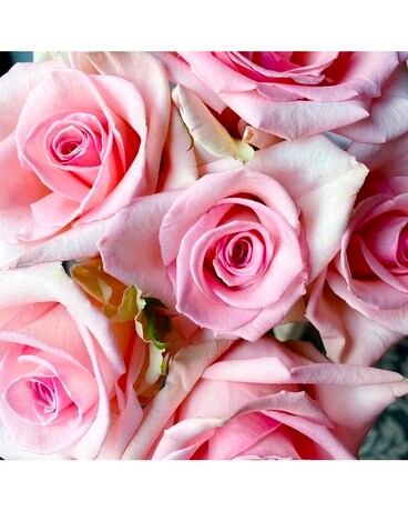 Light Pink size, inches height and inches wide.