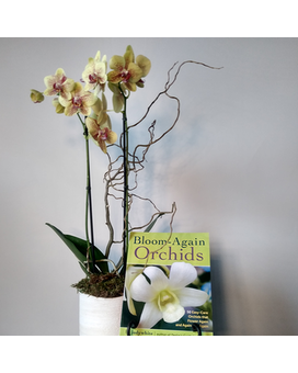 Orchid Plant with book #1 size, inches height and inches wide.