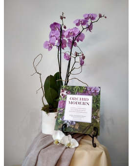 Orchid plant with book #2 size, inches height and inches wide.