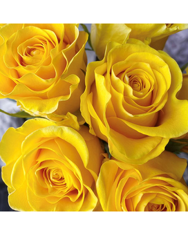 3 Yellow size, inches height and inches wide.
