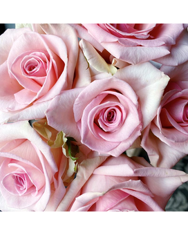3 Light Pink size, inches height and inches wide.