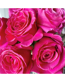 3 Hot Pink size, inches height and inches wide.