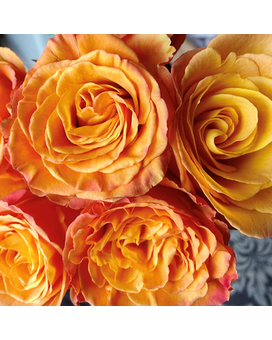 3 Orange size, inches height and inches wide.