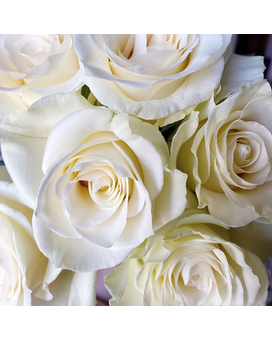 3 White size, inches height and inches wide.