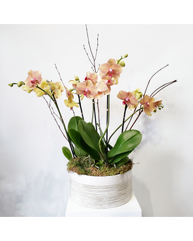 Standard (triple orchid plants) size, 20 inches height and 12 inches wide.
