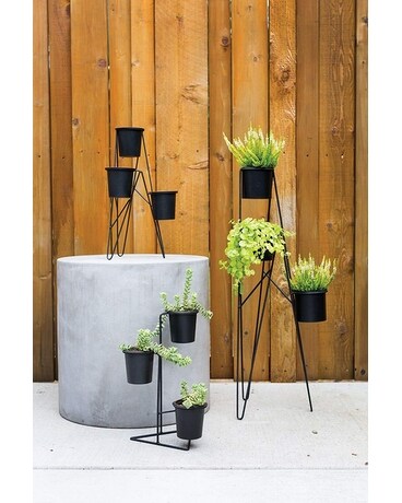 11 x 9 x 17" 3 4" Plants size, inches height and inches wide.