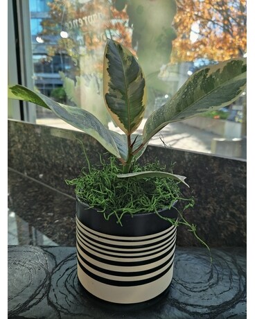 Black ceramic vase size, inches height and inches wide.