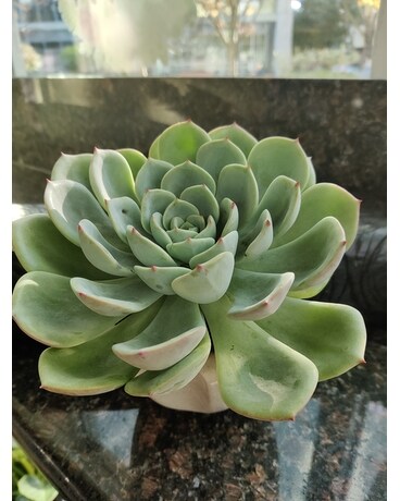 Succulent pot2 size, inches height and inches wide.