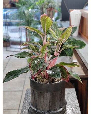 Aglaonema size, inches height and inches wide.