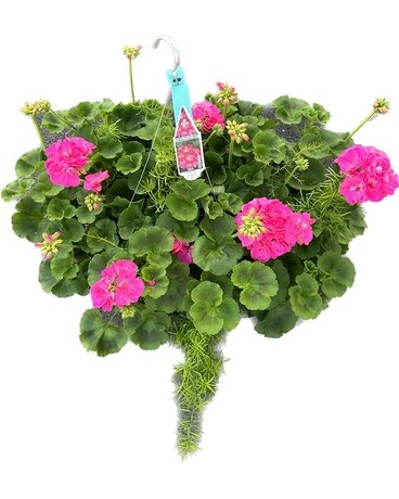 PINK (as pictured) size, inches height and inches wide.