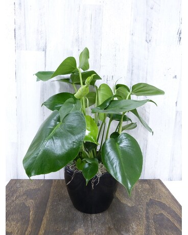 Black Bowl size, 20 inches height and 8 inches wide.