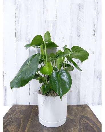White Ceramic with Saucer size, 21 inches height and 8 inches wide.