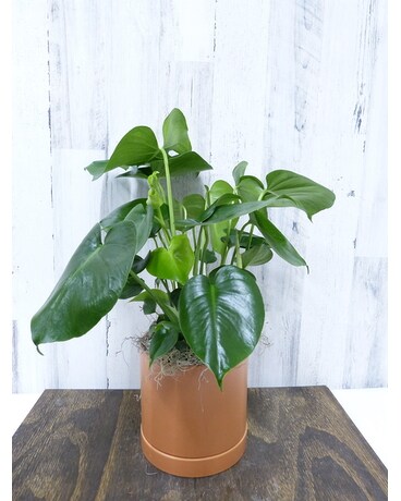 Terra Cotta Ceramic with Saucer size, 21 inches height and 8 inches wide.