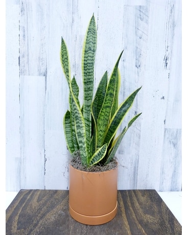 Terra Cotta Ceramic with Saucer size, inches height and inches wide.