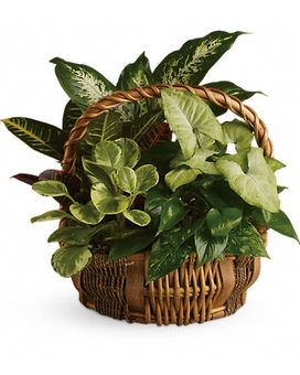 Standard size, 17 inches height and 17 inches wide.