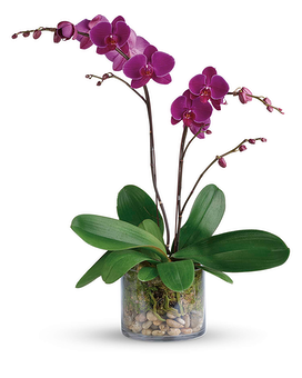 Standard size, 26 inches height and 22 inches wide.