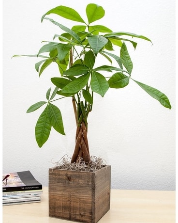 Money Tree in Wooden Cube size, inches height and inches wide.