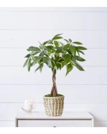 Money Tree in Basket size, inches height and inches wide.
