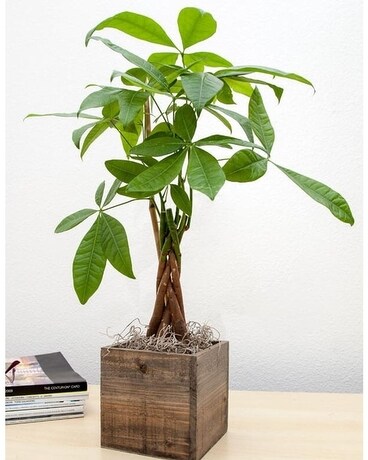 Money Tree in Wooden Cube size, inches height and inches wide.