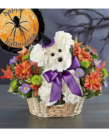 Standard w/ Balloon size, inches height and inches wide.