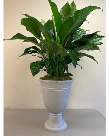 Premium Peace Lily Planter size, inches height and inches wide.
