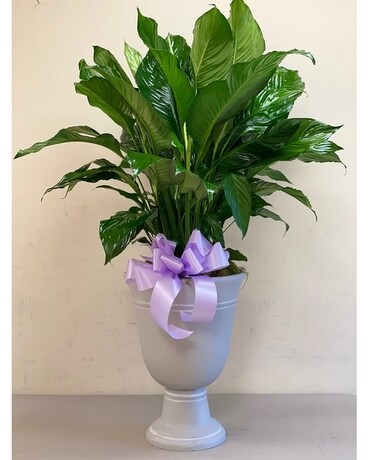 Premium Peace Lily Planter with Bow size, inches height and inches wide.