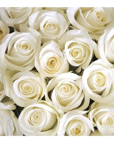 White size, inches height and inches wide.