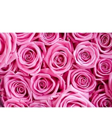 Pink size, inches height and inches wide.