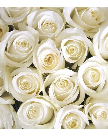 White size, inches height and inches wide.